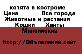 котята в костроме › Цена ­ 2 000 - Все города Животные и растения » Кошки   . Ханты-Мансийский